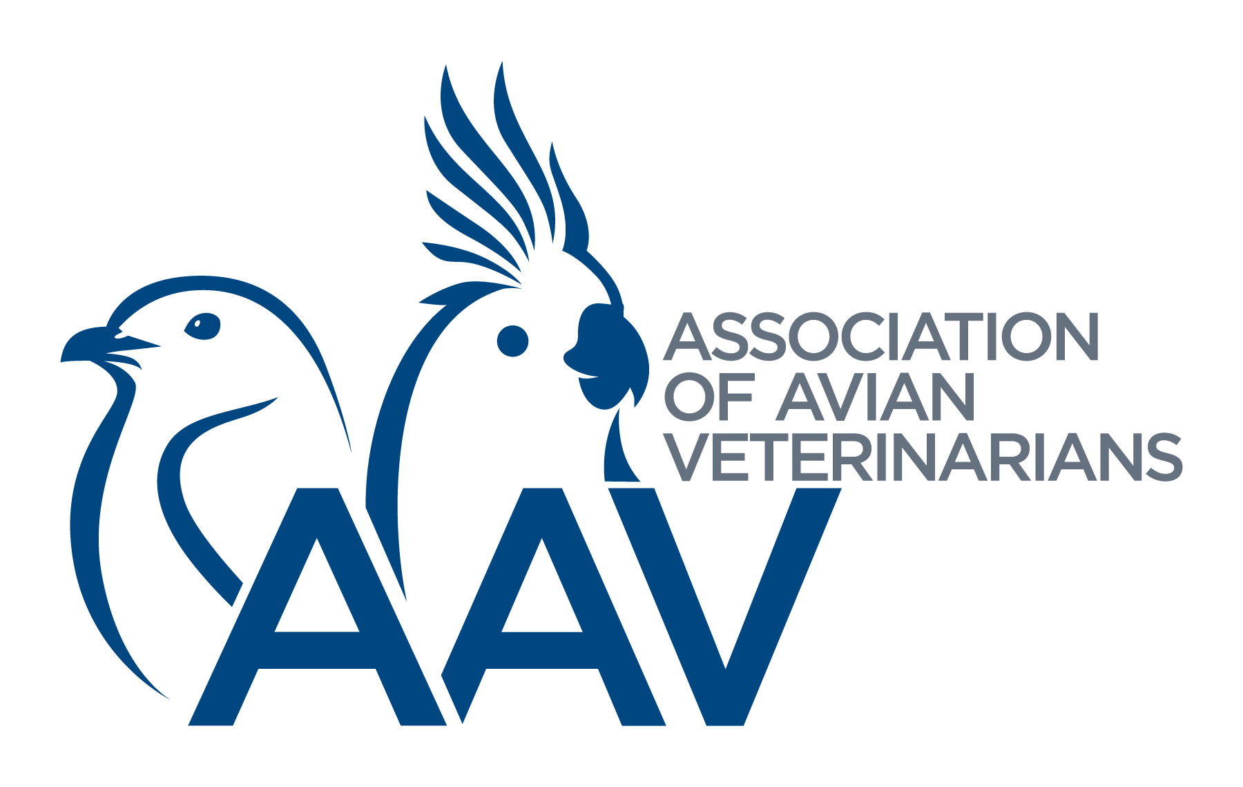 Aav international zoom dateful